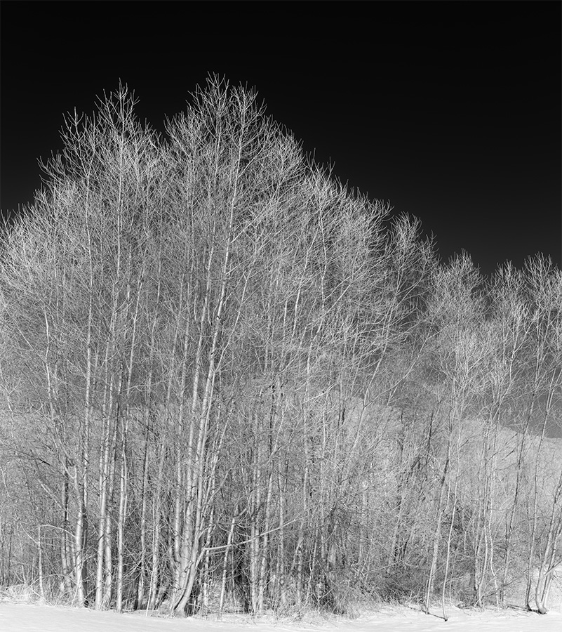 Vertical Infrared Photo Panorama of a Clump of Bare Winter Trees in the Snow.